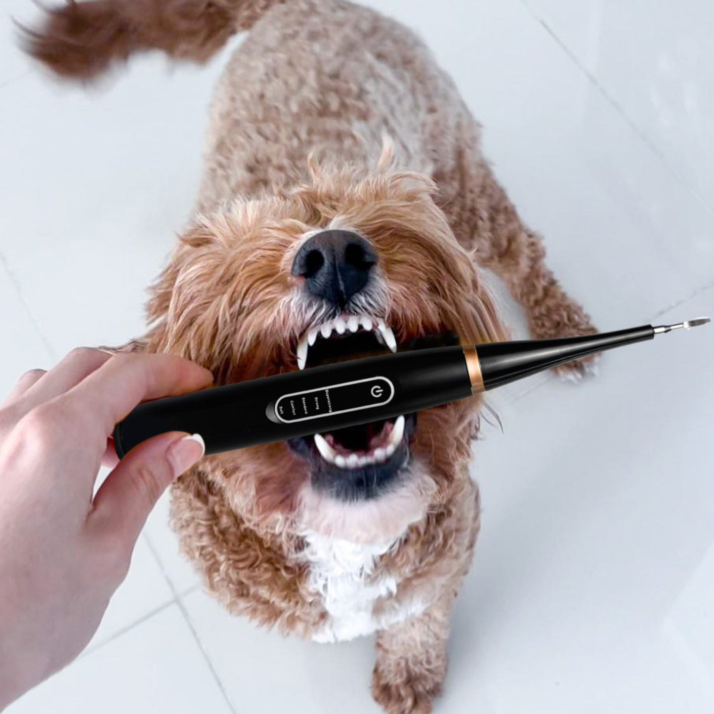 Canident - Tooth cleaner for dogs